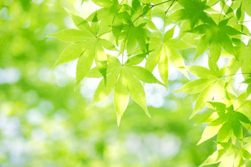 Îą̊ɽ¡¢Æ½Ò£¹Å³Ç¾°Çø½«»Ö¸´¹¤×÷ÈÕÃÅÆ±ÊÕ·Ñ